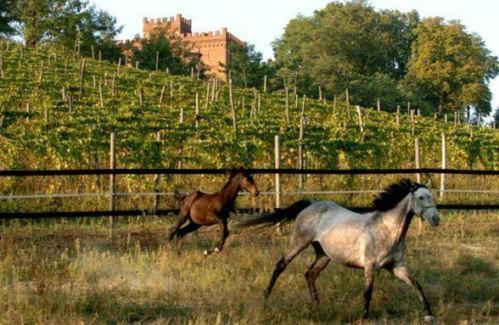 La Cascina Del Castello Villa Asti Dış mekan fotoğraf